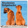Rhodesian Ridgebacks 2026 Square Flap Calendar -  - 9798330705337