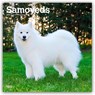 Samoyeds 2026 Square Flap Calendar -  - 9798330705412
