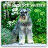 Schnauzers, Miniature 2026 Square Flap Calendar -  - 9798330705467