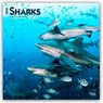 Sharks 2026 Square Flap Calendar -  - 9798330705504