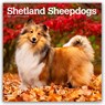 Shetland Sheepdogs 2026 Square Flap Calendar -  - 9798330705511