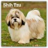 Shih Tzu 2026 Square Flap Calendar -  - 9798330705535