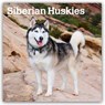Siberian Huskies 2026 Square Flap Calendar -  - 9798330705580