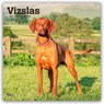 Vizslas 2026 Square Flap Calendar -  - 9798330706167