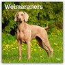 Weimaraners 2026 Square Flap Calendar -  - 9798330706211