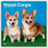 Welsh Corgis 2026 Square Flap Calendar -  - 9798330706235