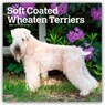 Wheaten Terriers, Soft Coated 2026 Square Flap Calendar -  - 9798330706310
