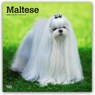 Maltese 2026 Square Flap Calendar -  - 9798330707591