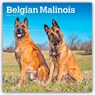 Belgian Malinois 2026 Square Flap Calendar -  - 9798330707881