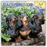Dachshunds 2027 Square Flap FOIL -  - 9798330712397