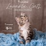 Rachael Hale + Nhs - Lovable Cats 2026 Wall Calendar -  - 9798350612158