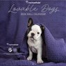 Rachael Hale + Nhs - Lovable Dogs 2026 Wall Calendar -  - 9798350612165