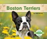 Boston Terriers - Julie Murray - 9798384907503