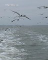 White Horizon - DOVER,  Anthony - 9798530631276
