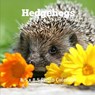 Hedgehogs 8.5 X 8.5 Calendar September 2020 -December 2021: Monthly Calendar with U.S./UK/ Canadian/Christian/Jewish/Muslim Holidays-Nature Animals Wi - BOOK PRESS,  Lynne - 9798669750145