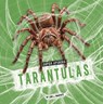Tarantulas - Lisa J. Amstutz - 9798875224522
