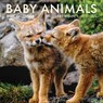 2026 Baby Animals Wall Calendar -  - 9798887621562