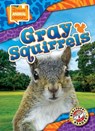 Gray Squirrels - Janie Scheffer - 9798893042399