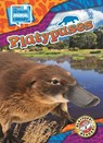 Platypuses - Janie Scheffer - 9798898800437