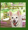 Lord, R: If You're Happy And You Know It, Wag Your Tale - Roxanne Lord - 9798986901664