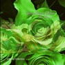 Green Roses Bloom for Icarus - Hiromi Yoshida - 9798990230941