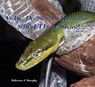 Why Do Some Animals Shed Their Skin? - MURPHY,  Patricia J. - 9780823962372