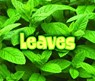 All About Leaves - Claire Throp - 9781406284447