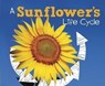 A Sunflower's Life Cycle - Mary R. Dunn - 9781474743273