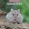 Hamsters 2024 Square Wall Calendar - Red Robin Publishing Ltd. - 9781804421307
