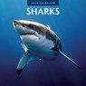 Sharks 2024 Square Wall Calendar - Red Robin Publishing Ltd. - 9781804421420