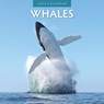 Whales 2024 Square Wall Calendar - Red Robin Publishing Ltd. - 9781804421451