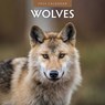 Wolves 2024 Square Wall Calendar - Red Robin Publishing Ltd. - 9781804421468
