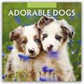 Adorable Dogs 2025 Square Wall Calendar - Red Robin Publishing Ltd. - 9781804423677