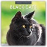 Black Cats 2025 Square Wall Calendar - Red Robin - 9781804423721