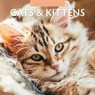 Cats & Kittens 2025 Square Wall Calendar - Red Robin - 9781804423769