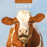 Cows 2025 Square Wall Calendar - Red Robin - 9781804423790