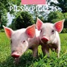 Pigs & Piglets 2025 Square Wall Calendar - Red Robin - 9781804424049