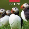 Puffins 2025 Square Wall Calendar - Red Robin - 9781804424056