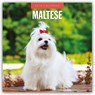 Mastiffs 2026 Square Wall Calendar - Red Robin - 9781804428306