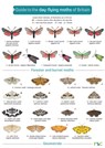 Guide to the Day-Flying Moths of Britain -  - 9781851532155