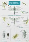 Guide to Insects of the British Isles - Richard Lewington - 9781908819055