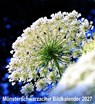Münsterschwarzacher Bildkalender 2027 -  - 9783736507166