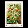 Ernst Haeckel. Kunstformen der Natur. Wandkalender 2027 -  - 9783968492438