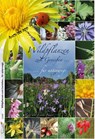 Wildpflanzen zum Genießen... - Rita Lüder ; Frank Lüder - 9783981461244