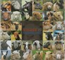 Schapen in Nederland - Jacques Engelen - 9789052105505