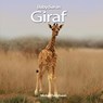 Giraf - Michael Teitelbaum - 9789055667727