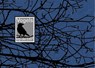 Vogels op de cm2 - Peter Müller ; Tom Loorij - 9789081388702