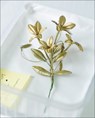 It almost seemed a lily - Berlinde De Bruyckere ; Lieve Watteeuw ea - 9789492677778