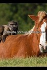 Bermuda-Shen and Hor-gus-us - King Barry C Thomas - 9798235017580