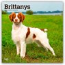Brittanys 2026 Square Flap Calendar -  - 9798330702640